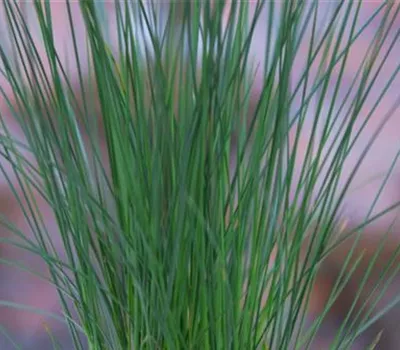 Flatter Binse - Umtopfen