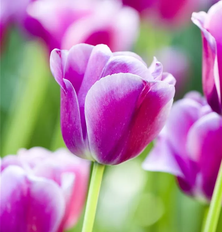 Tulpe