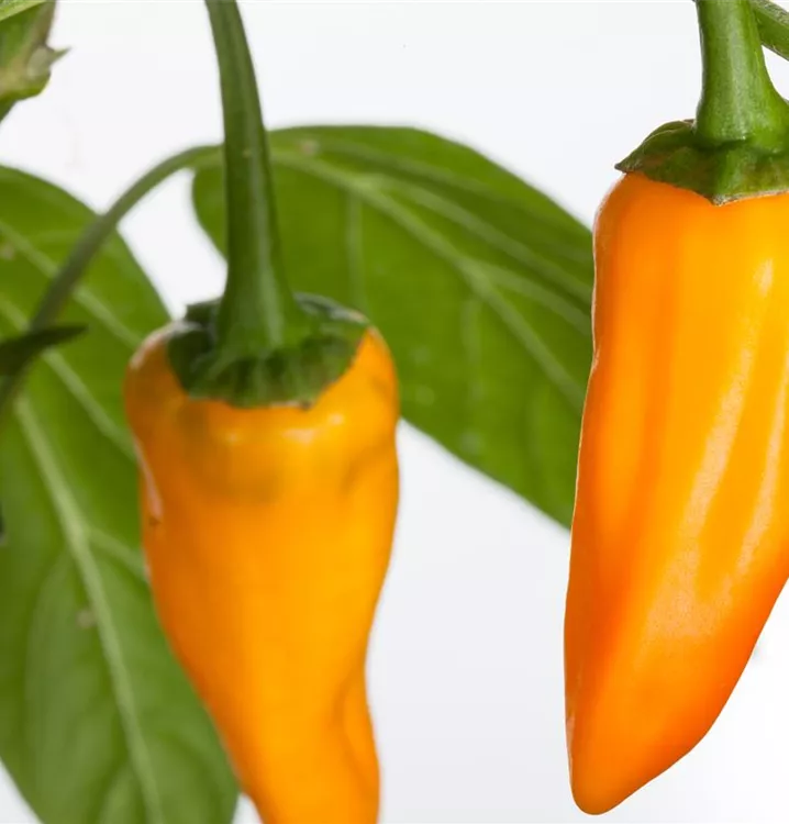 Gelber Paprika