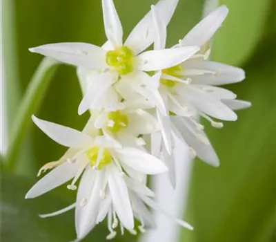 Bärlauch im eigenen Garten