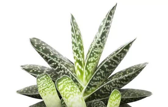 Aloe