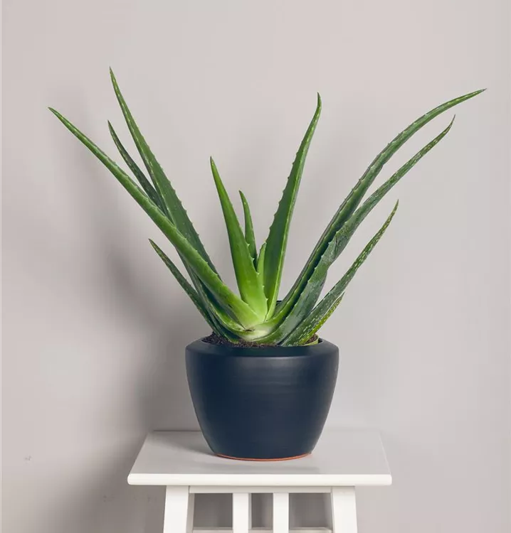 Echte Aloe