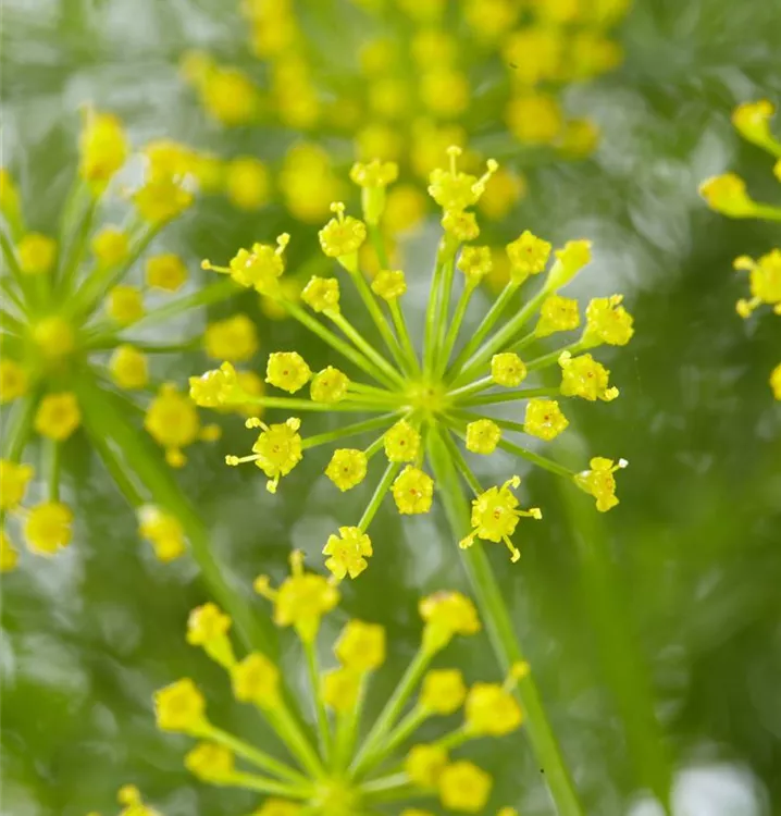 Garten-Dill