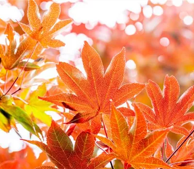 Die schönsten Gehölze für den goldenen Herbst Die schönsten Gehölze für den goldenen Herbst
