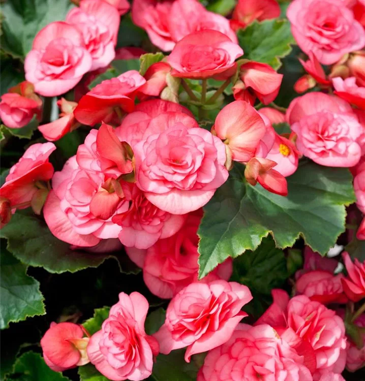 Begonie 'Solenia'