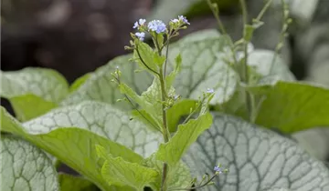 Zum Vergrößern klicken Bildvorschau