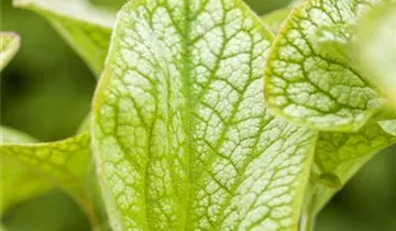 Zum Vergrößern klicken Bildvorschau