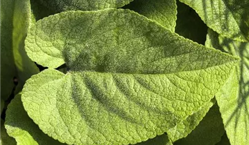 Zum Vergrößern klicken Bildvorschau