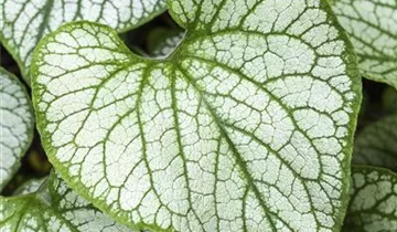 Zum Vergrößern klicken Bildvorschau