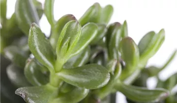 Zum Vergrößern klicken Bildvorschau