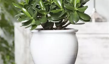 Zum Vergrößern klicken Bildvorschau