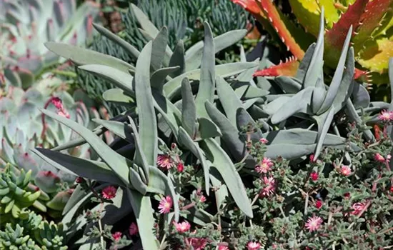 Spitze Schaschlikpflanze Spitze Schaschlikpflanze