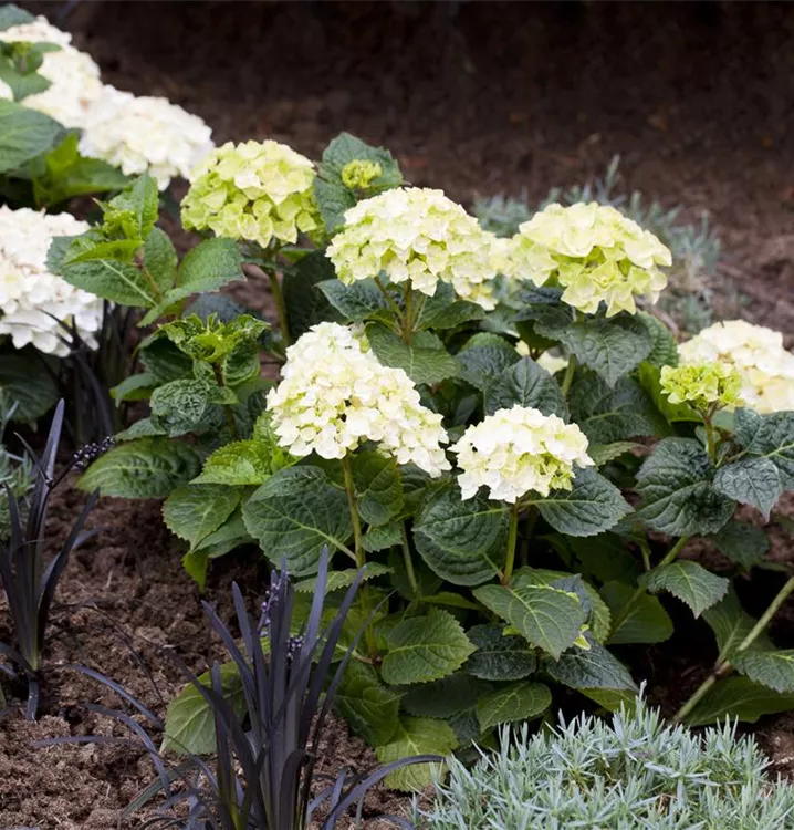 Hortensie 'Endless Summer'® Collection