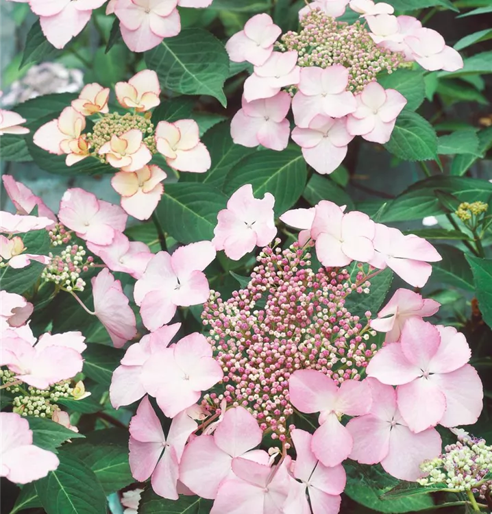 Bauernhortensie 'Hovaria'®