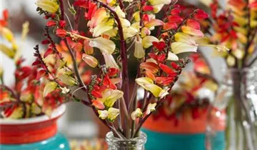 Zum Vergrößern klicken Bildvorschau