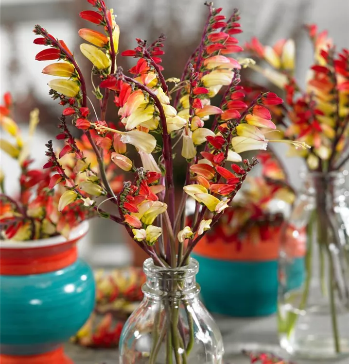 Gartenwinde Gartenwinde