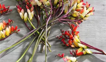 Zum Vergrößern klicken Bildvorschau