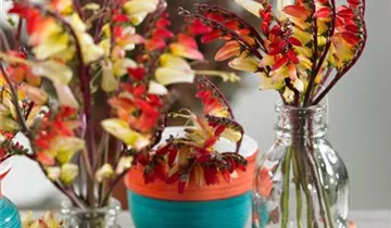 Zum Vergrößern klicken Bildvorschau