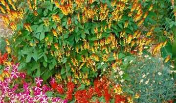 Zum Vergrößern klicken Bildvorschau