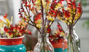 Zum Vergrößern klicken Bildvorschau