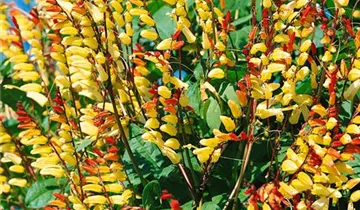 Zum Vergrößern klicken Bildvorschau