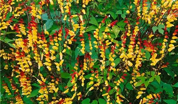 Zum Vergrößern klicken Bildvorschau