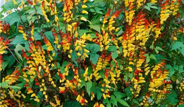 Zum Vergrößern klicken Bildvorschau