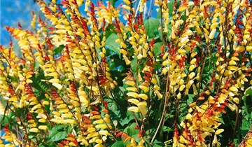 Zum Vergrößern klicken Bildvorschau