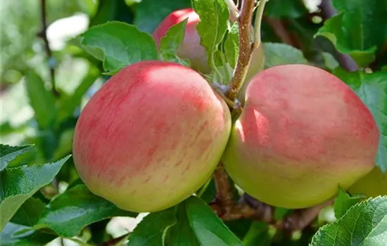 Apfel 'Paradies'