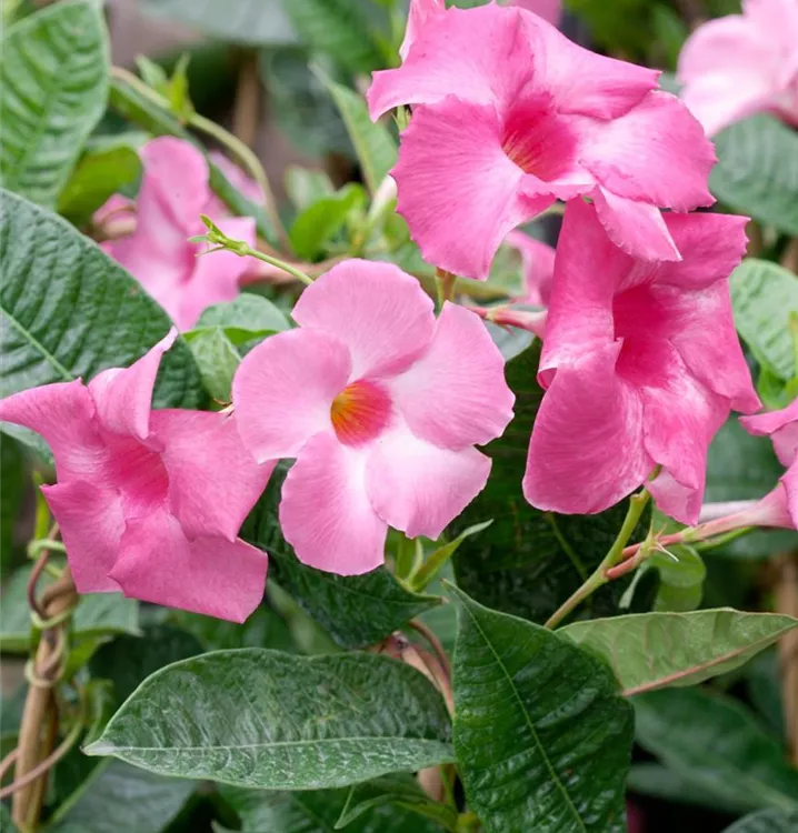 Dipladenia
