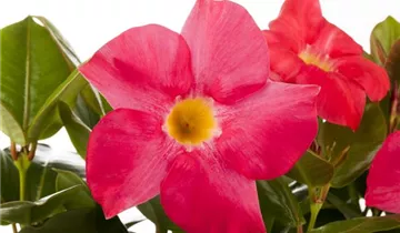 Zum Vergrößern klicken Bildvorschau