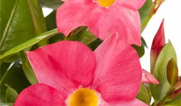 Zum Vergrößern klicken Bildvorschau