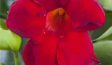 Zum Vergrößern klicken Bildvorschau