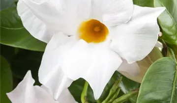 Zum Vergrößern klicken Bildvorschau