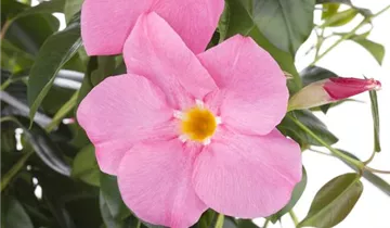 Zum Vergrößern klicken Bildvorschau