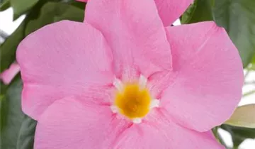 Zum Vergrößern klicken Bildvorschau