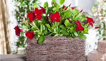 Zum Vergrößern klicken Bildvorschau