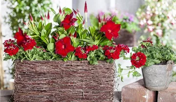 Zum Vergrößern klicken Bildvorschau