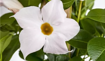 Zum Vergrößern klicken Bildvorschau