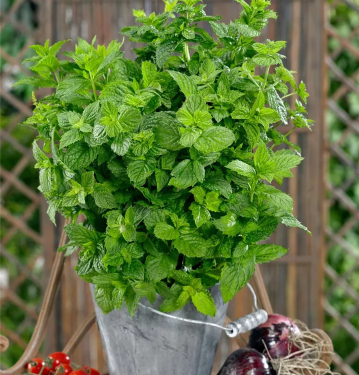 Garten-Minze 'Cinderella'
