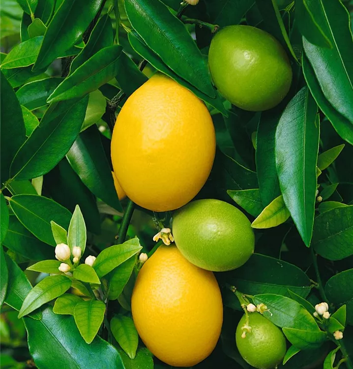 Limequatbaum