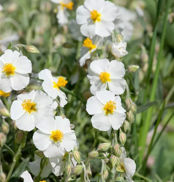 Garten-Sonnenröschen