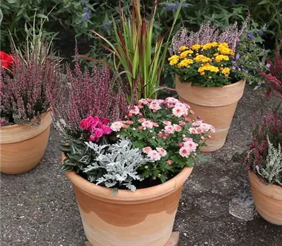 Blumenkübel - Bepflanzung für den Herbst Blumenkübel - Bepflanzung für den Herbst