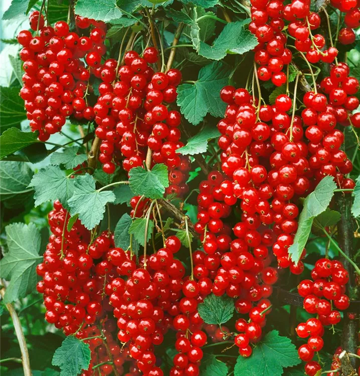 Johannisbeere 'Stanza'