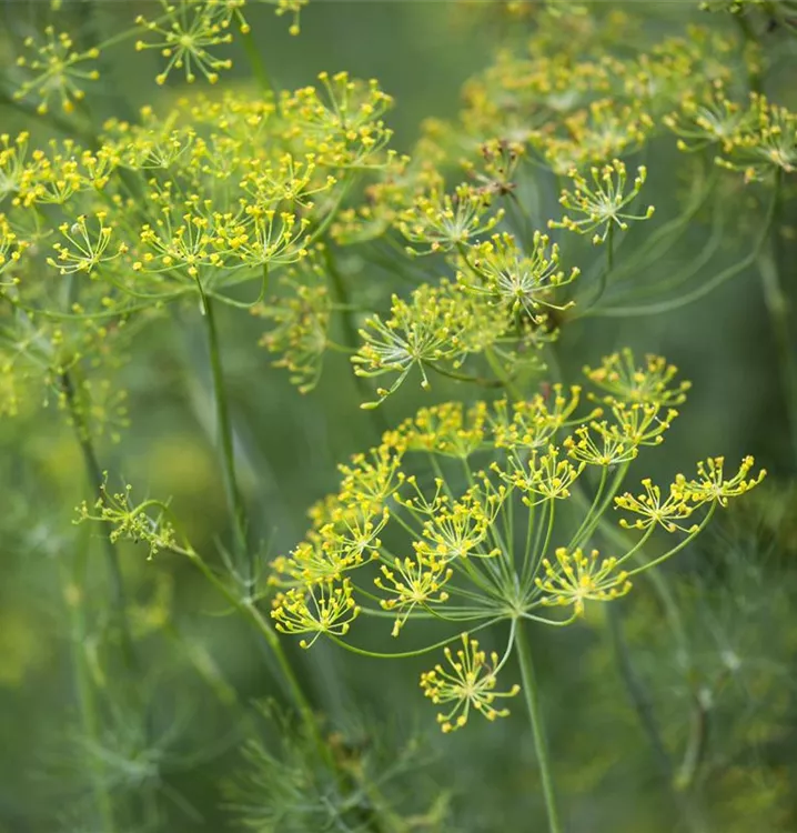 Dill