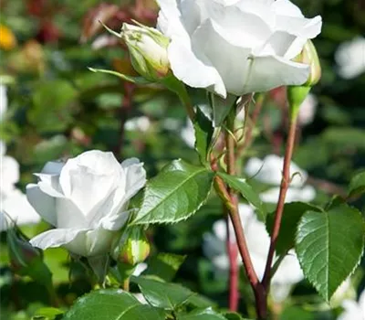 Edelrose 'Annapurna'®