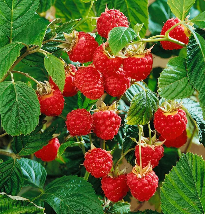 Himbeere 'Meeker'®